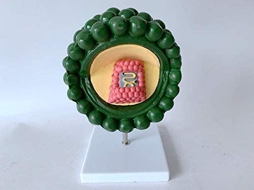Animal Model, Anatomical Model Virus Model Bacteriophage Phage Model Human Virus Model Cytopathic Demonstration Model HIV Virus Structure Anatomy Medical Microbiology Teaching Aid
