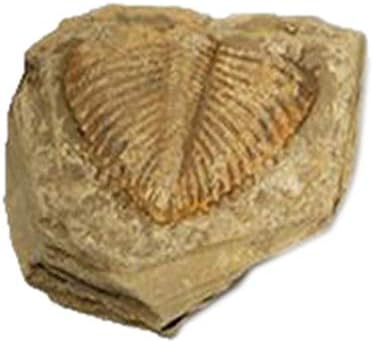 1 Piece Natural Tail Trilobites Fossil Ancient Teaching Samples Collection