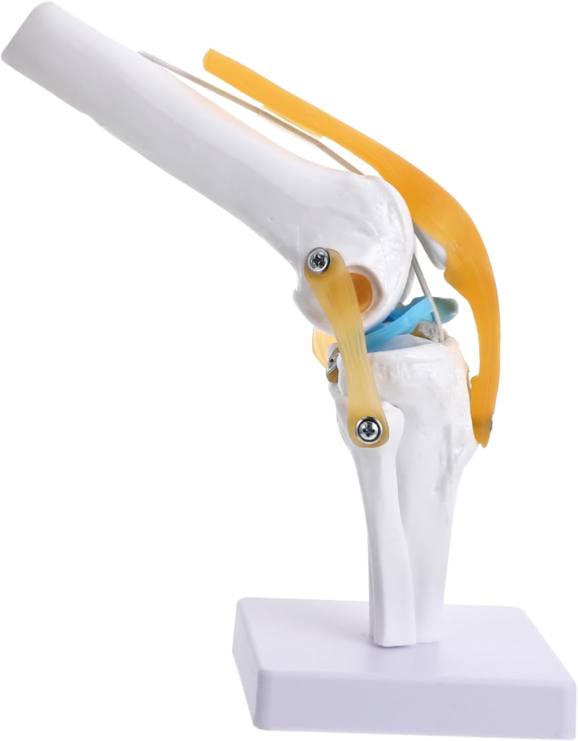 Amosfun Human Anatomy for Medical Teaching Flexible Construction Realistic Motion for Joint Demonstration for Educational Use