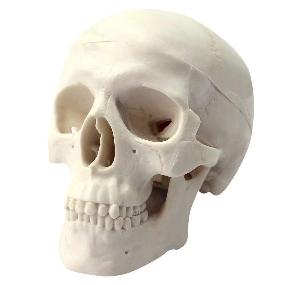 Human Mini Size Anatomical Head Bone Skull Bone Model Educational Model Teaching Model