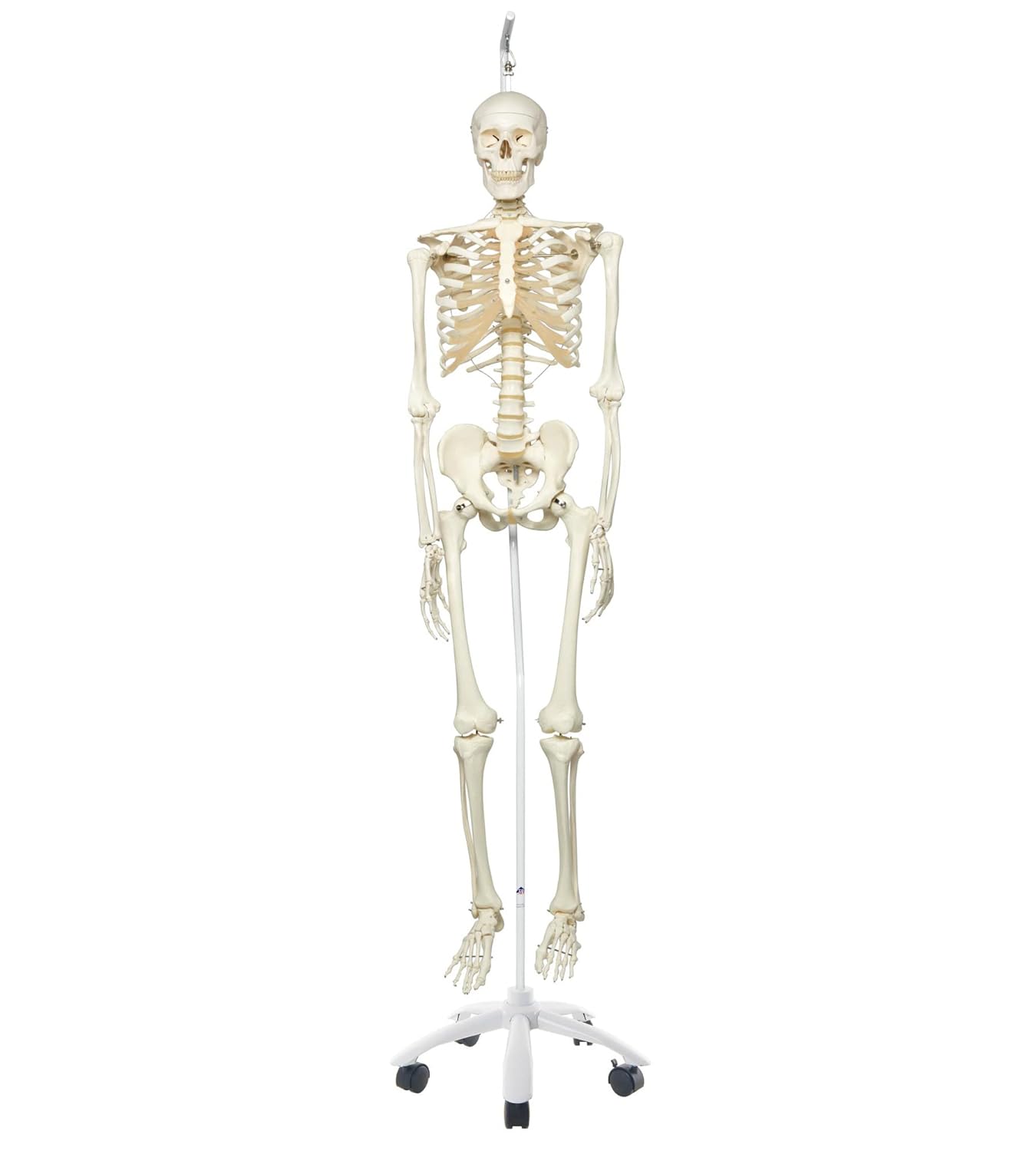 3B Scientific Human Anatomy Skeleton Model Stan - Classic, On Hanging Stand A10/1 + free Anatomy App - 3B Smart Anatomy