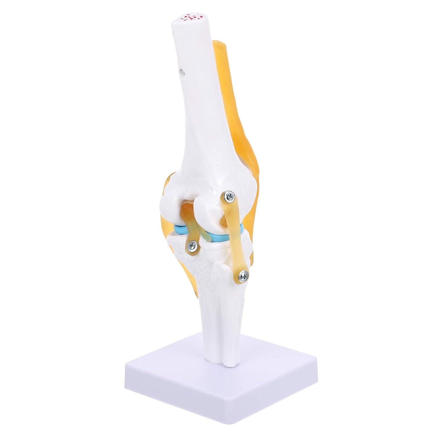 Anneome Anatomy for Lightweight with Flexible Cord for Anatomy Study and Teaching Tool