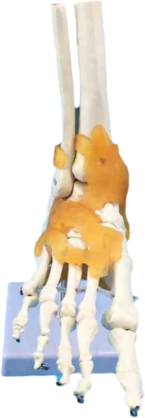 Cammeciso Foot Skeleton Model,Foot And Ankle Skeleton Model,Human Foot Anatomy Model,Foot Joints-Bare Joint Model-Bare Bones-Movable,Ligament Model,For Model Display Teaching Explanation