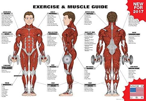 Fitnus Chart SeriesTM Exercise and Muscle Guide Male 2016 Copyright Algra Corporation (Red Muscles)