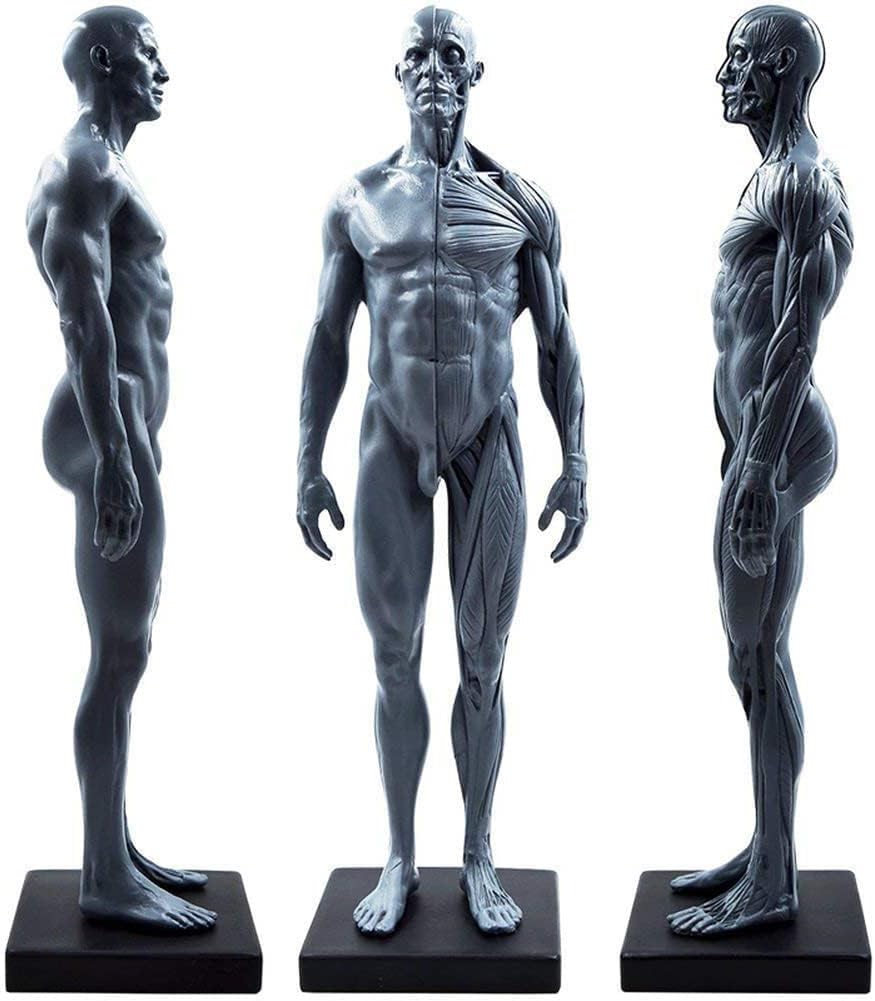 Resin Human Anatomical Figure Anatomy Skull Head Body Model Muscle Bone Model Male, Anatomical Reference For Artists For Medical Artist Drawing Study 30 Cm
