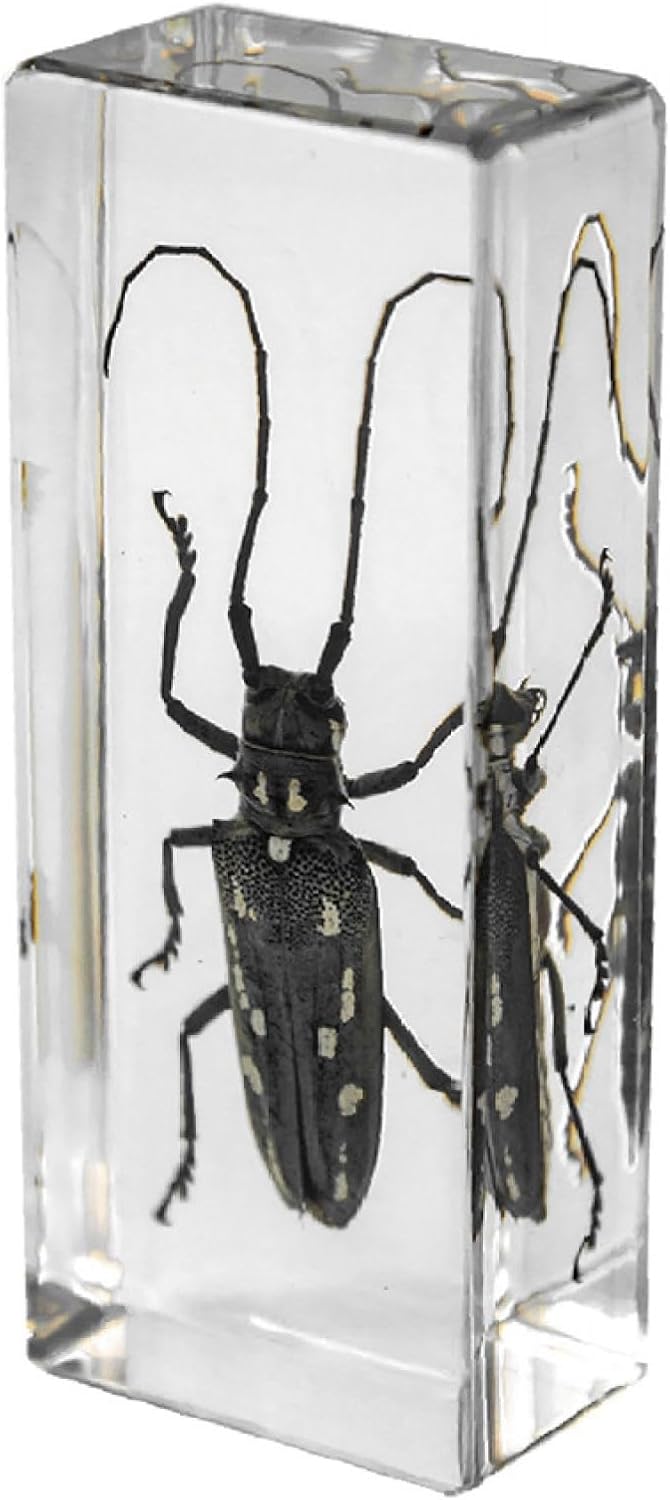 Specimen in Resin, Transparent Bug Taxidermy, Amber Insect Decor, for Science Classroom Science Education, Collection and Paperweights Longicorn