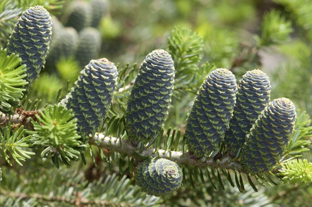 Cones and branches of a blue cone Korean fir Abies koreana.; Framingham Massachusetts. Poster Print by Darlyne Murawski (17 x 11)