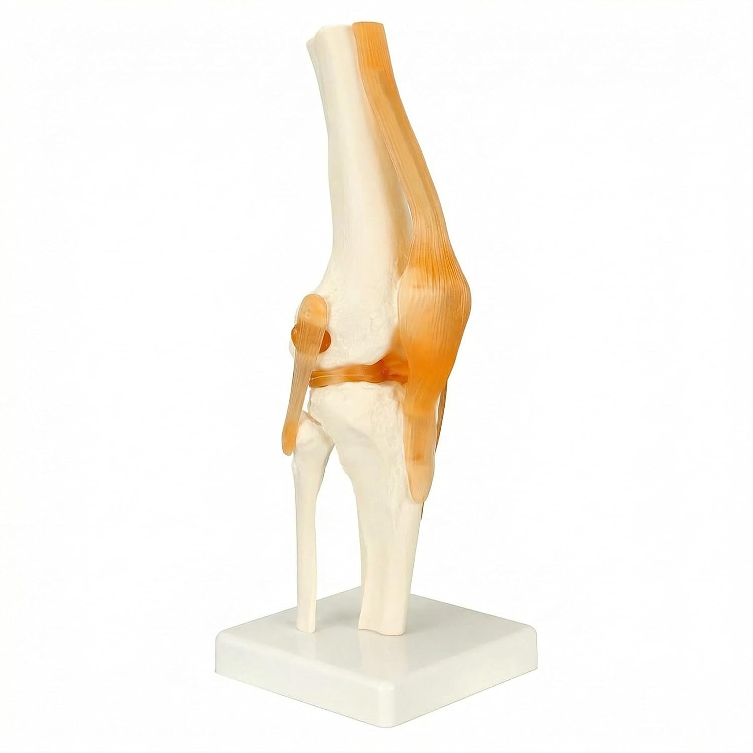 QWORK® Human Knee Joint Anatomical Model, 30.5 cm, Life Size Knee Skeleton with Ligaments on Base, for Classroom Teaching and Patient Education