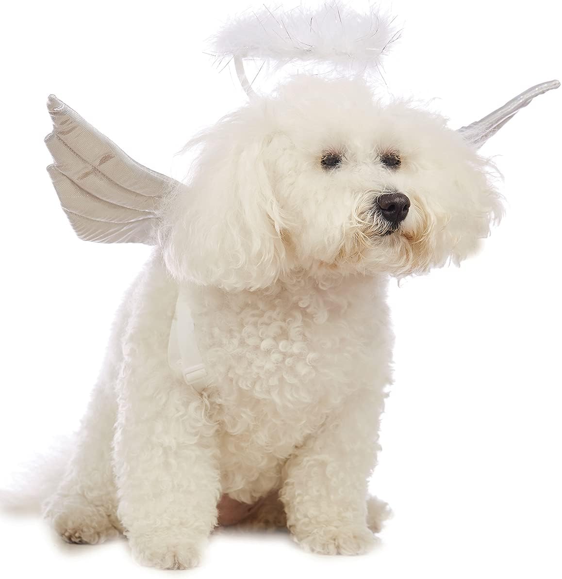 Dog Halloween Costume Pet Angel Wings Halloween Costumes for Cats Doggy Wing with Angel Halo Accessories (Large)