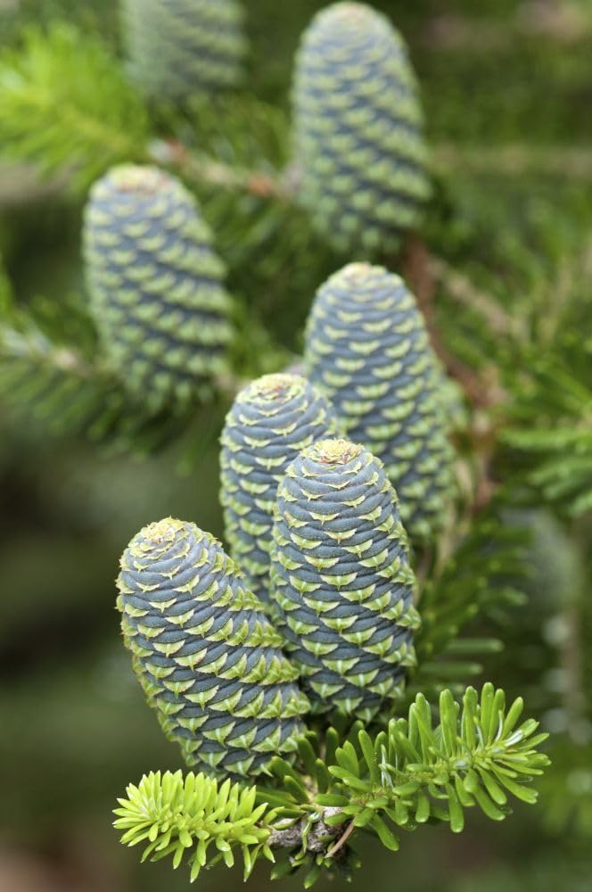 Branches and cones of a blue cone Korean fir Abies koreana.; Framingham Massachusetts. Poster Print by Darlyne Murawski (11 x 17)