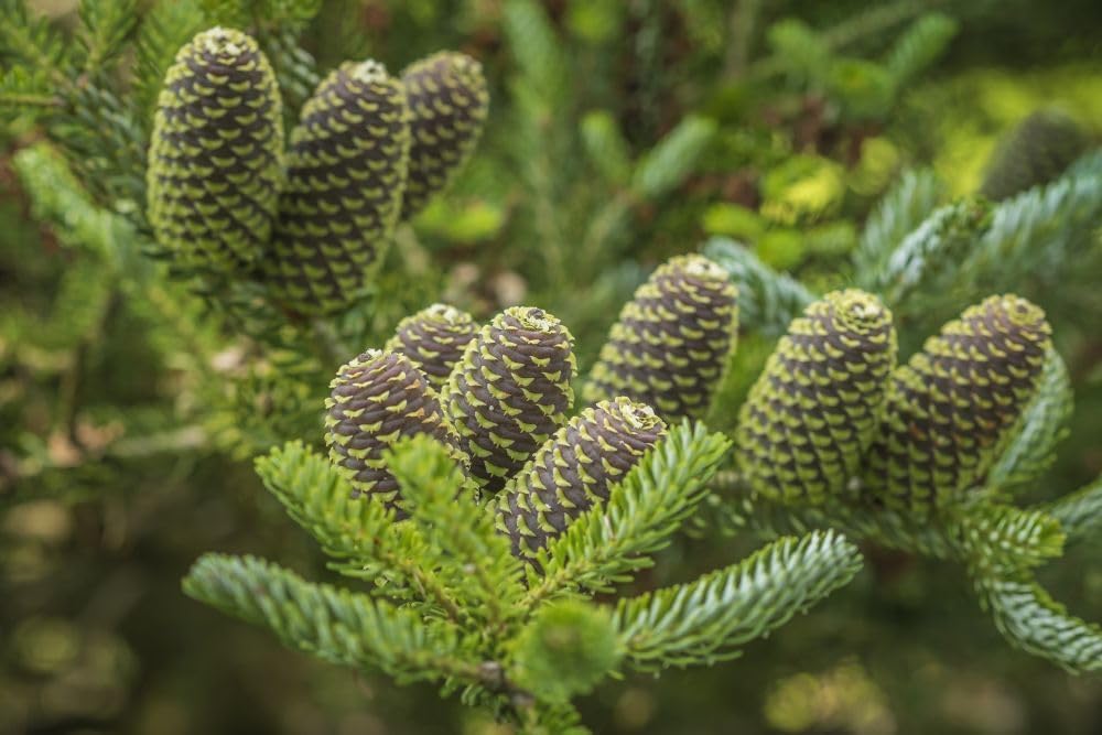 Cones of Abies Koreana Silberlocke the Korean Fir. Poster Print by Loop Images Ltd. (20 x 13)