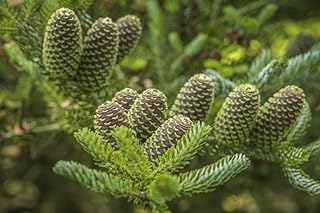 Cones of Abies Koreana Silberlocke the Korean Fir. Poster Print by Loop Images Ltd. (20 x 13)