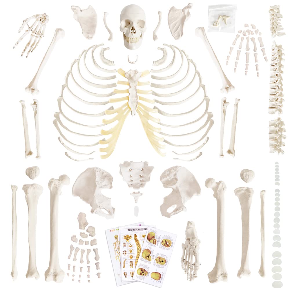 Disarticulated Human Skeleton Model for Anatomy, Full Size 67'' Skeleton with 200+ Bones Structures 3 Poster Skull Spine Bones Articulated Hand & Foot, for Anatomy Medical Learning