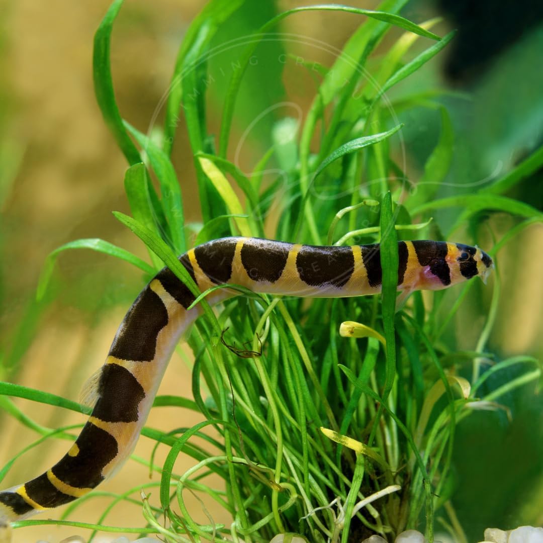 Swimming Creatures™ 6 Kuhli Loach (Pangio kuhlii) – Freshwater Tropical Aquarium Fish Live (Size Approx. 2")