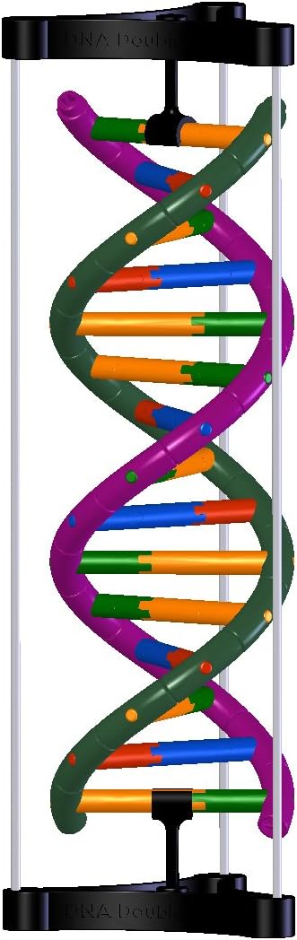 DNA Double Helix Model