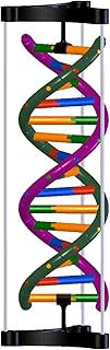 DNA Double Helix Model