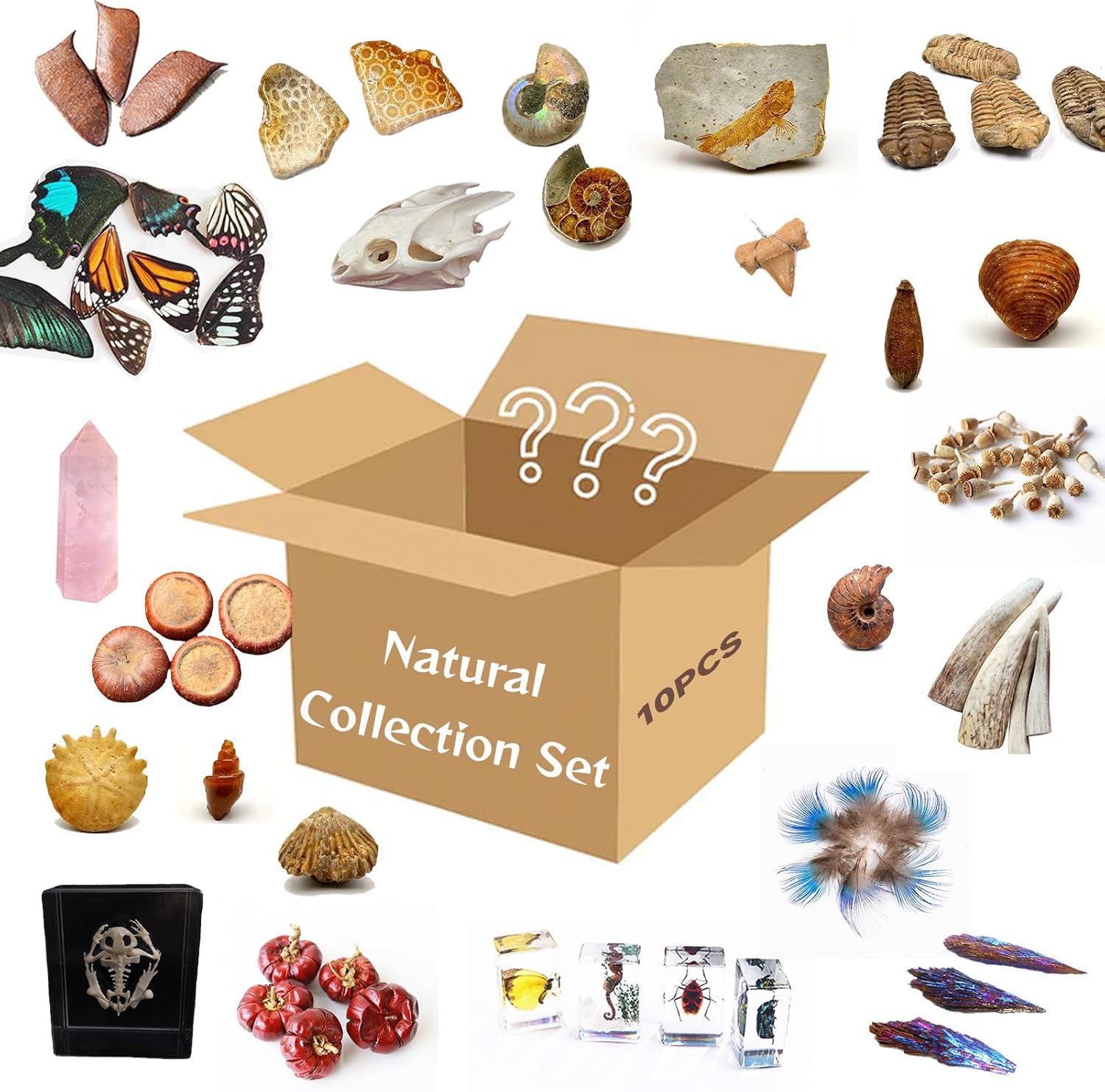 10Pcs Mystery Natural Oddities Collection Box - Real Fossils, Crystals & Taxidermy in Glass Vials | Dark Academia Decor for Adults & Kids | Witchy Curio Cabinet Decor | Unique Gifts for Science Lovers