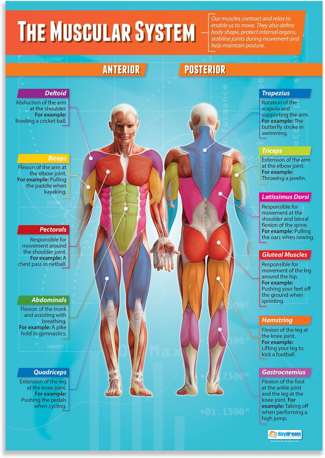 The Muscular System PE Classroom Poster - EXTRA LARGE 33” x 23.5” - Laminated - Physical Education Middle & High School Class Decor - Wall Chart by Daydream Education.
