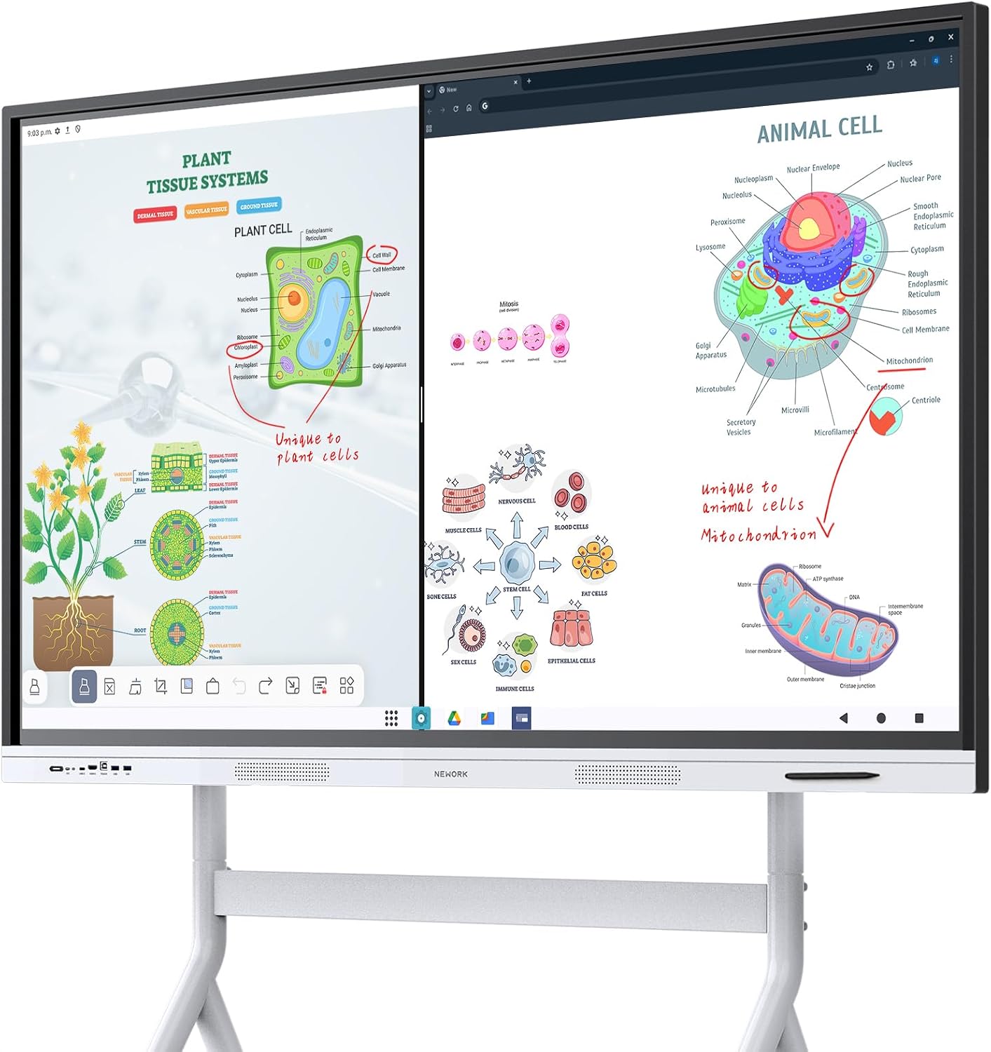 Smart Board, 55" Interactive Whiteboard with Google EDLA Certified