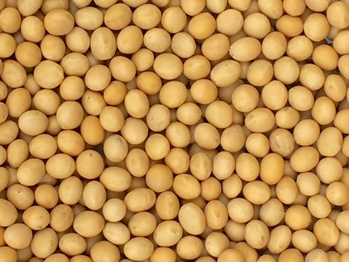 Premium Grade Non-GMO Soybeans (5 Pounds) - Great for Soy Milk and Tofu - Product of USA