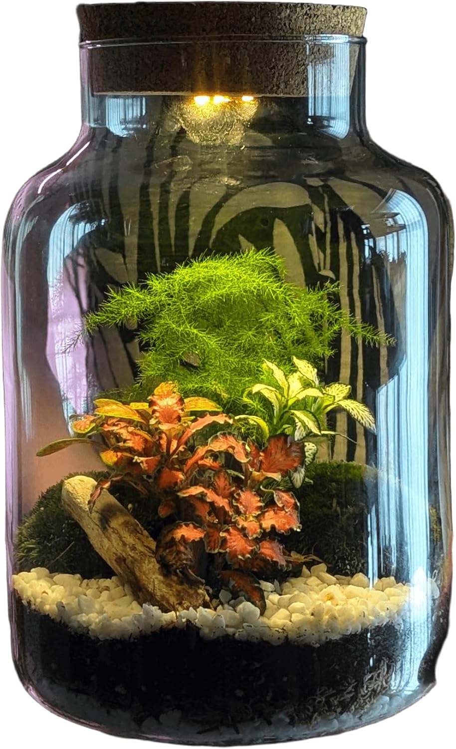 DIY Tall Light Up Closed Terrarium • Beginners Closed Terrarium Kit • Colourful Light Up Terrarium Kit
