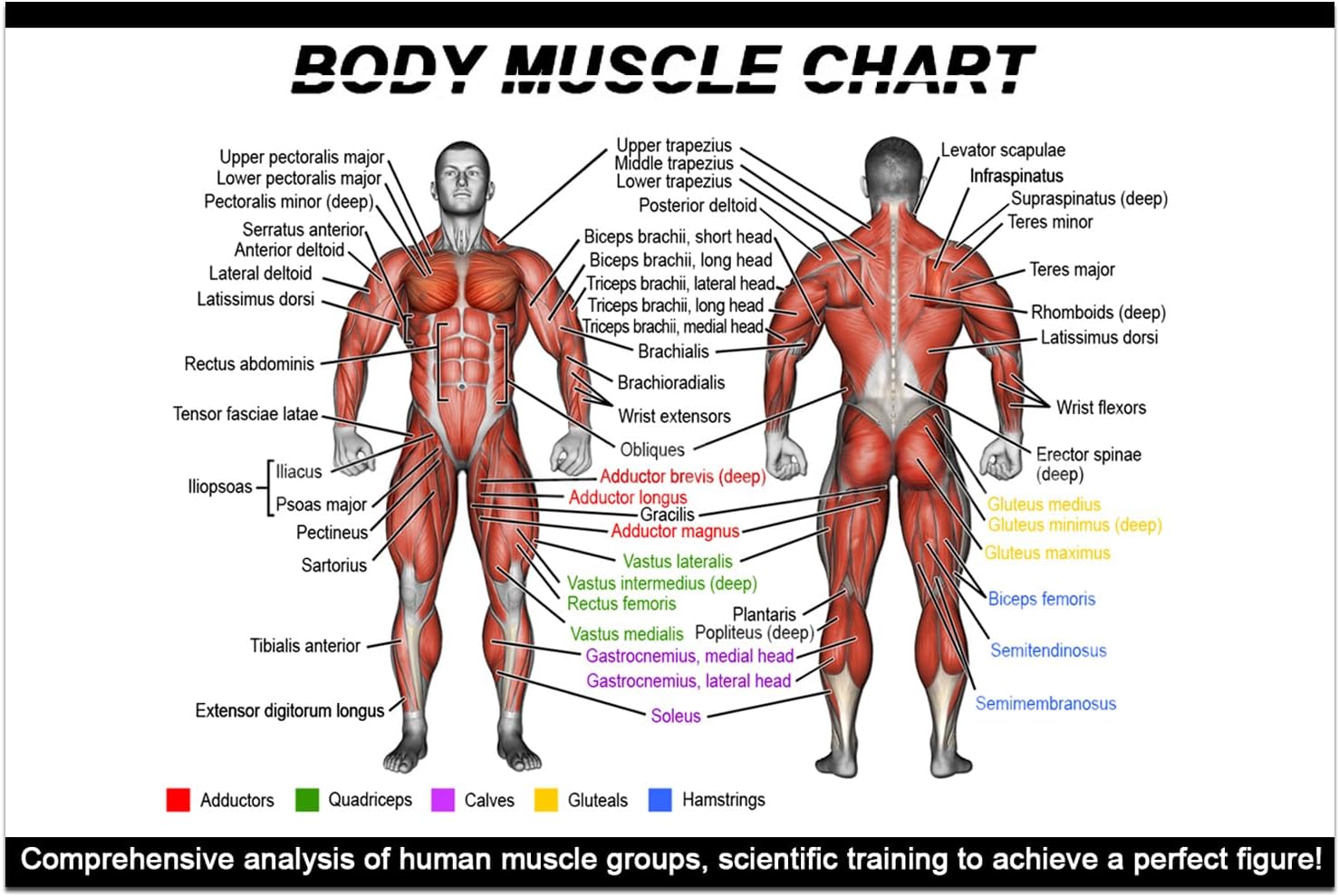 Gym Posters Set – Dumbbell Workout Charts (16"x24") – Home Gym Decor, Exercise Guide for Men & Women (1)
