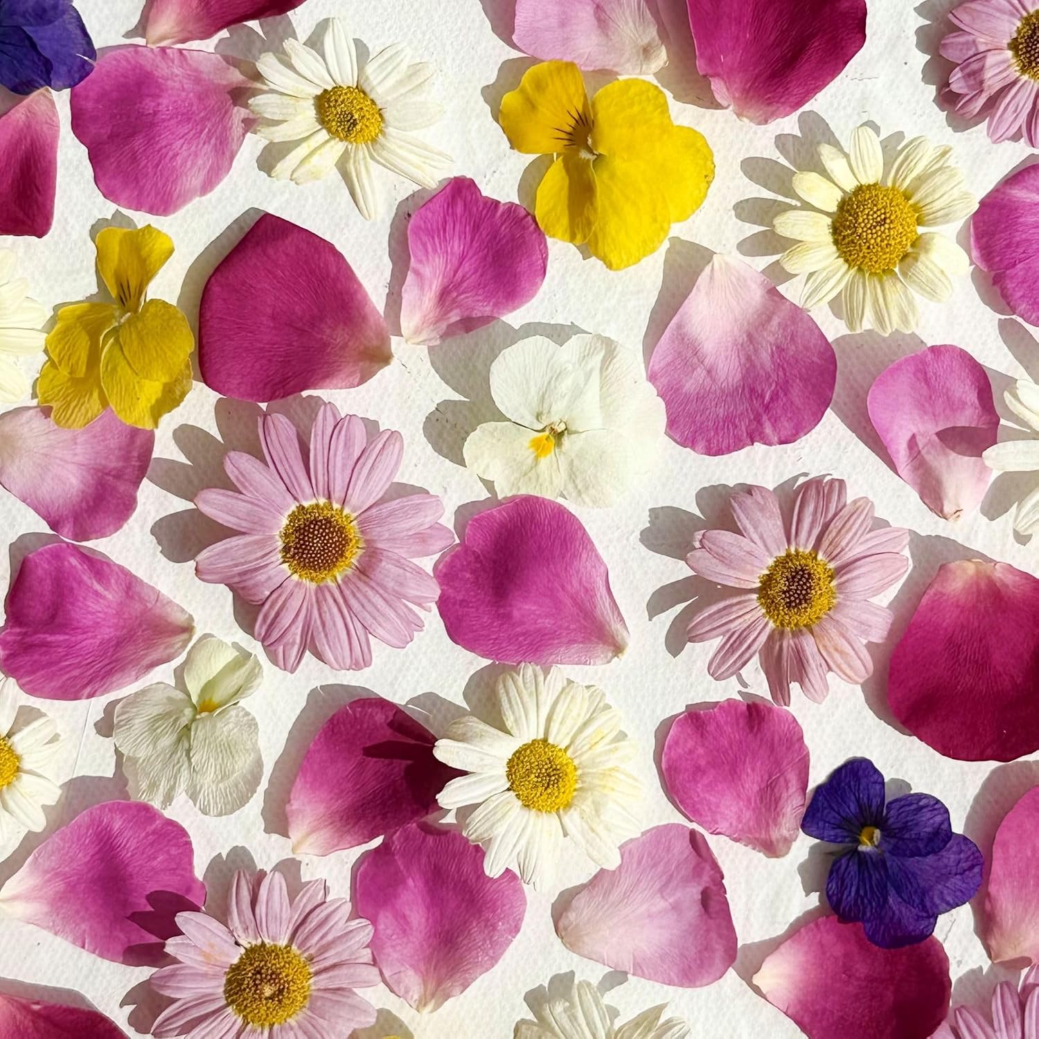 Stripey Finds Edible Freeze Dried 'Amelia' Flower Mix -10 x Viola - 10 x Snapdragon - 10 x White Biden (Daisy) - 10 x Pink Biden - UK Grown - Food Grade - Culinary - Garnish - Decoration (540)