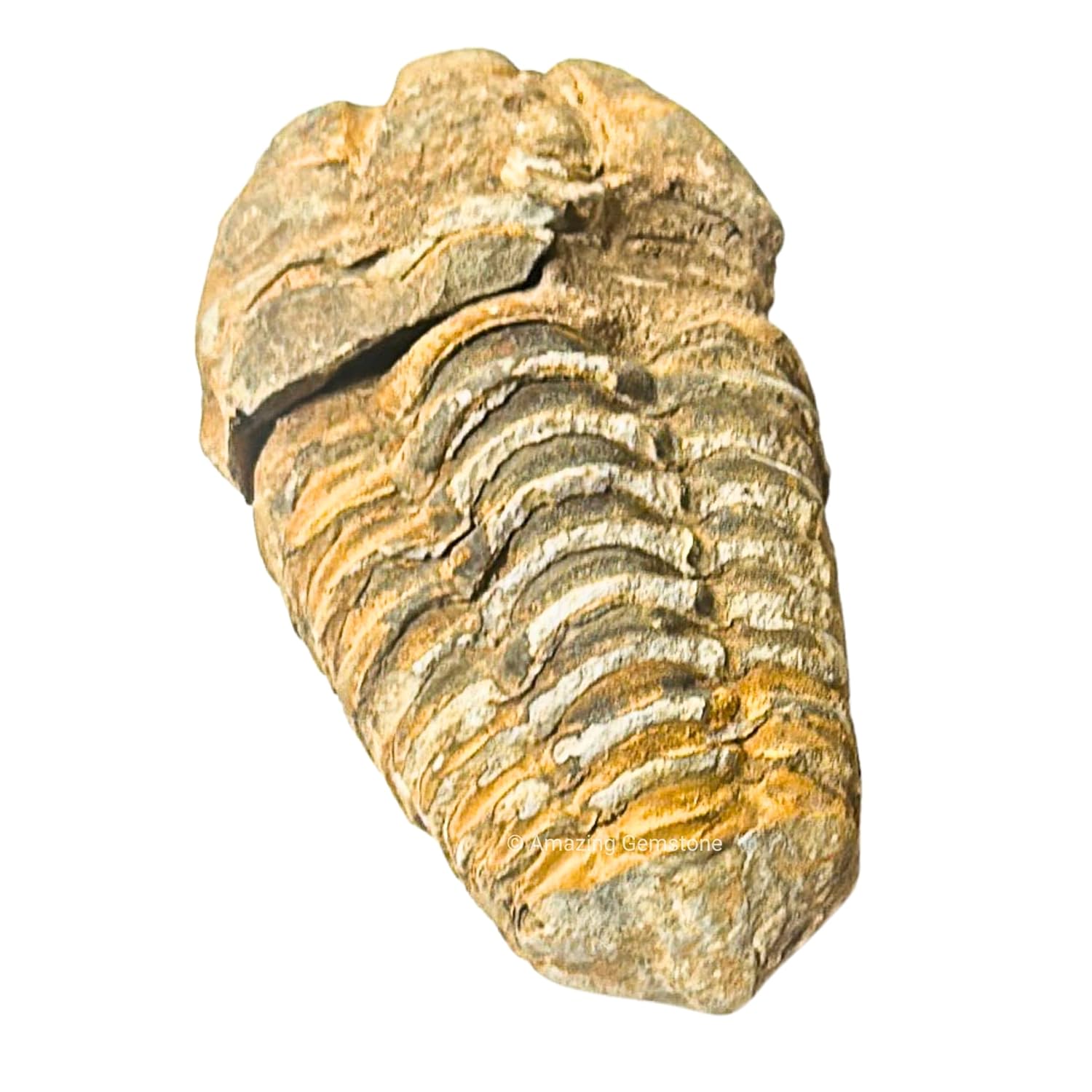 Amazing Gemstone Trilobite Fossil - 3" Large Trilobite Fossils from Morocco, Genuine Fossil Collector Trilobite Specimen - Museum Grade Ancient Trilobite Fossil Display Piece