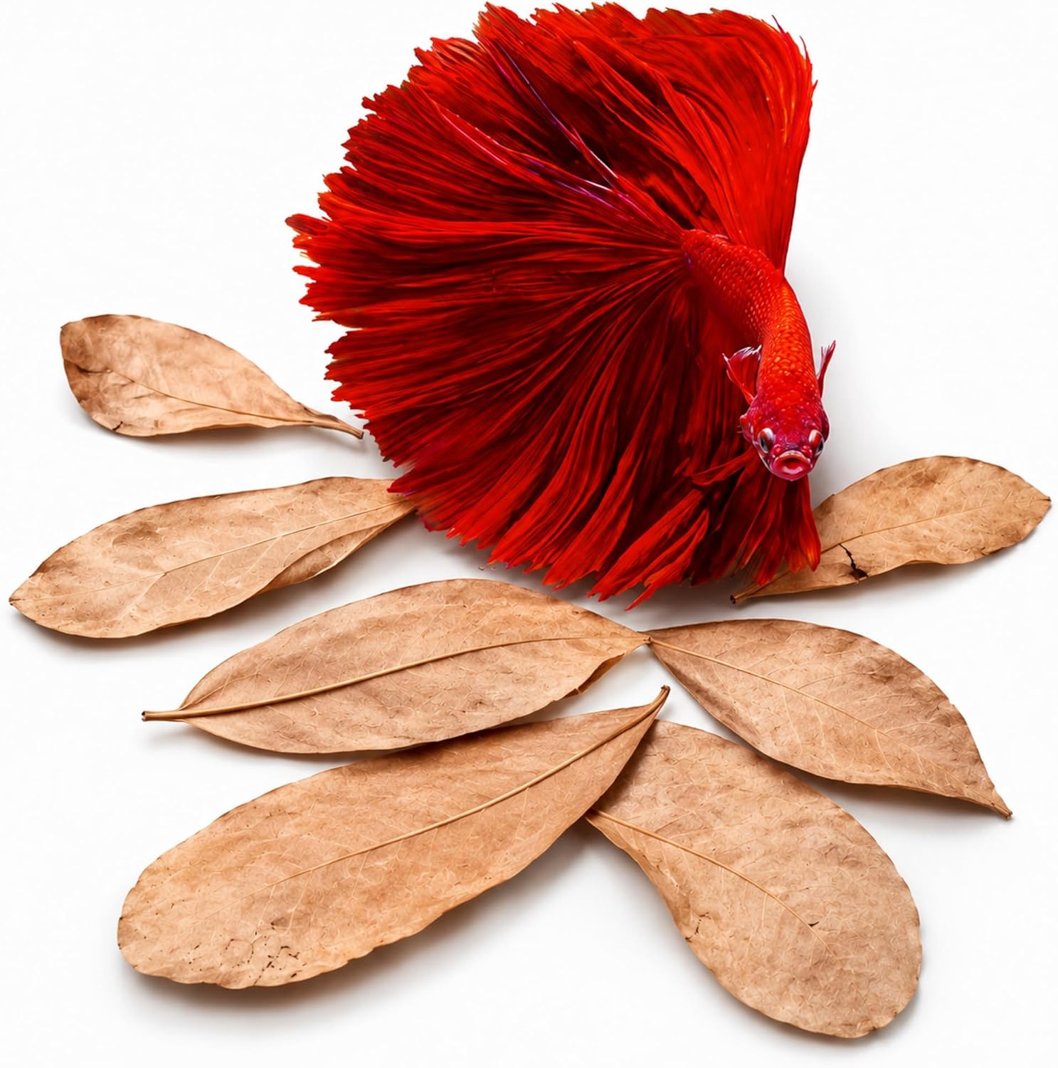SunGrow 50 pcs Catappa Indian Almond Leaves – 2” Water Conditioner for Betta Fish Tank, Aquarium Leaf for Fish Breeding, Shrimp, Goldfish, Guppy & Frogs