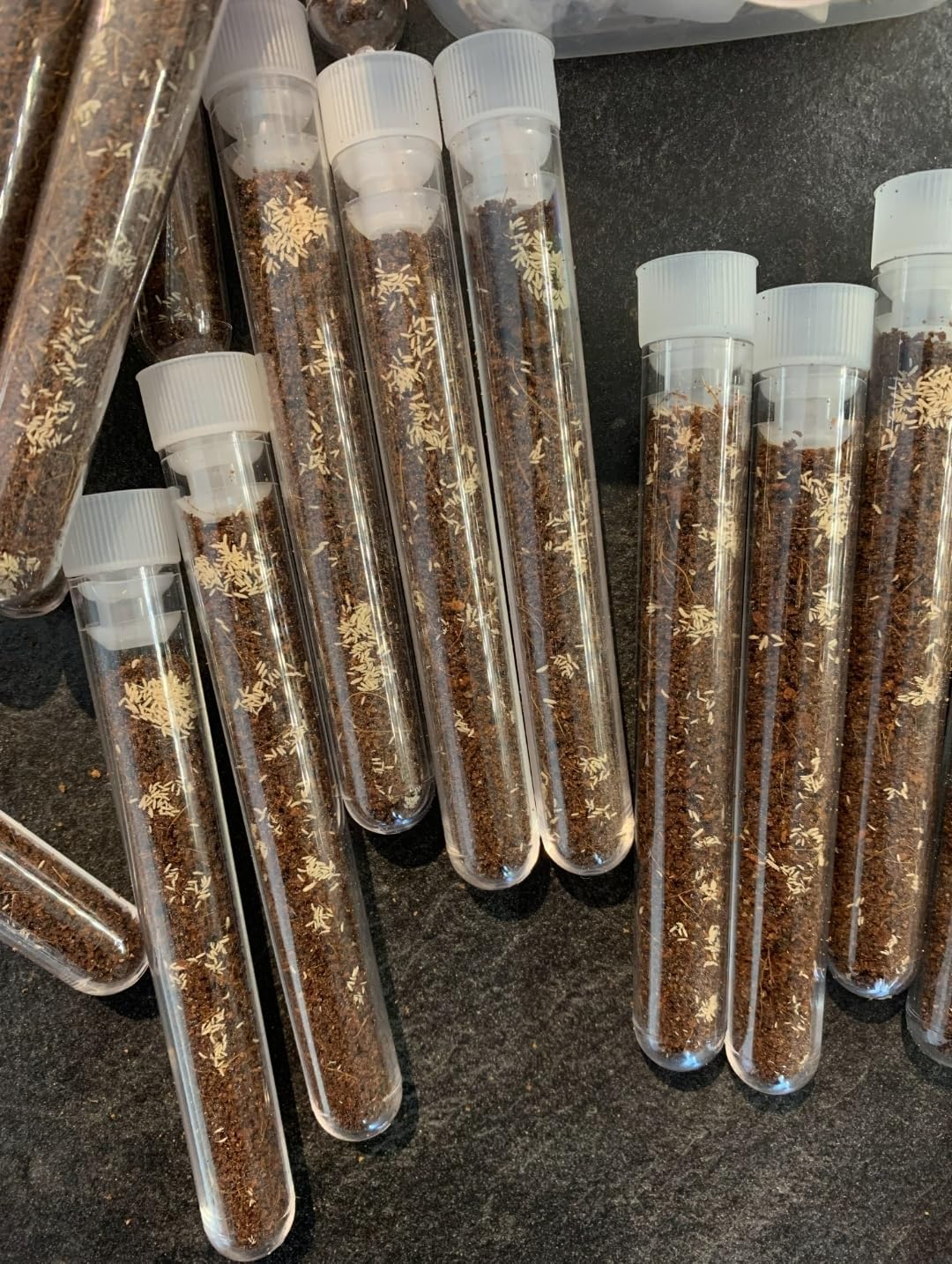Live Springtail Starter Colony 1ml scoop 250+ Bioactive Reptile Livefood Terrarium