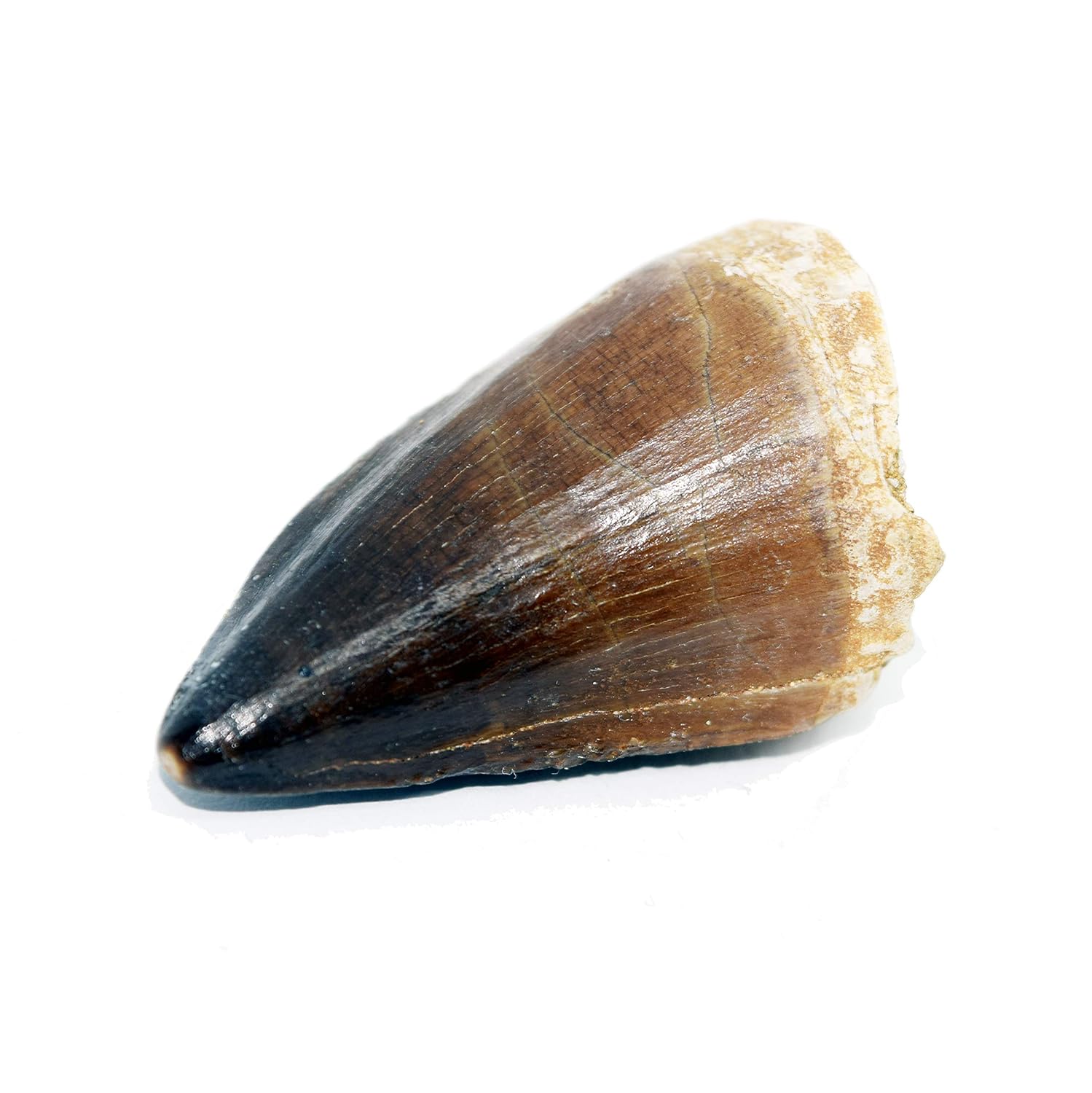 Large Mosasaur Tooth Fossil from Mosasaurus Extinct Prehistoric Sea Creature Genuine Fossil