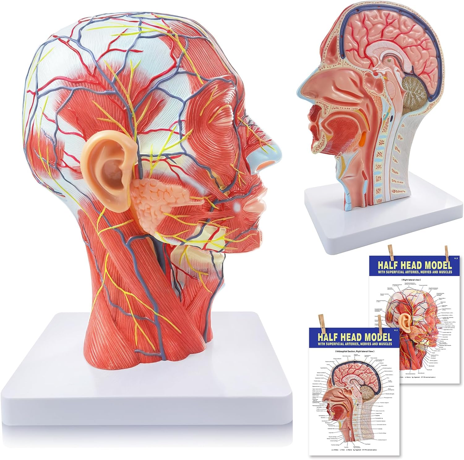 NEW HORIZON Life Size Anatomical Head Model Skull,Half Human Head Superficial Neurovascular Model with Musculature, and Brain for Medical Teaching Learning, Kids Learning Education Display Tool