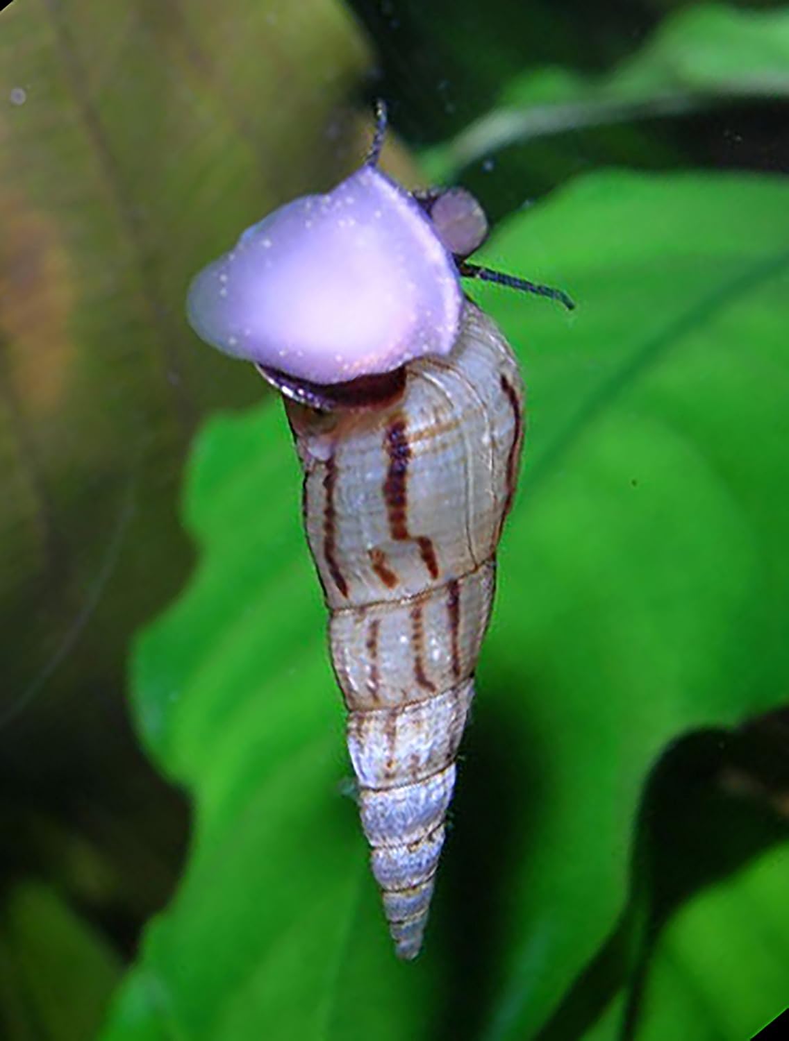 6+ Large Malaysian Trumpet Snails, 1/2-1 inch - Excellent Freshwater Tank Cleaners, consumers of Bottom Debris and Food Remains, Algae Eaters! BUY2GET1