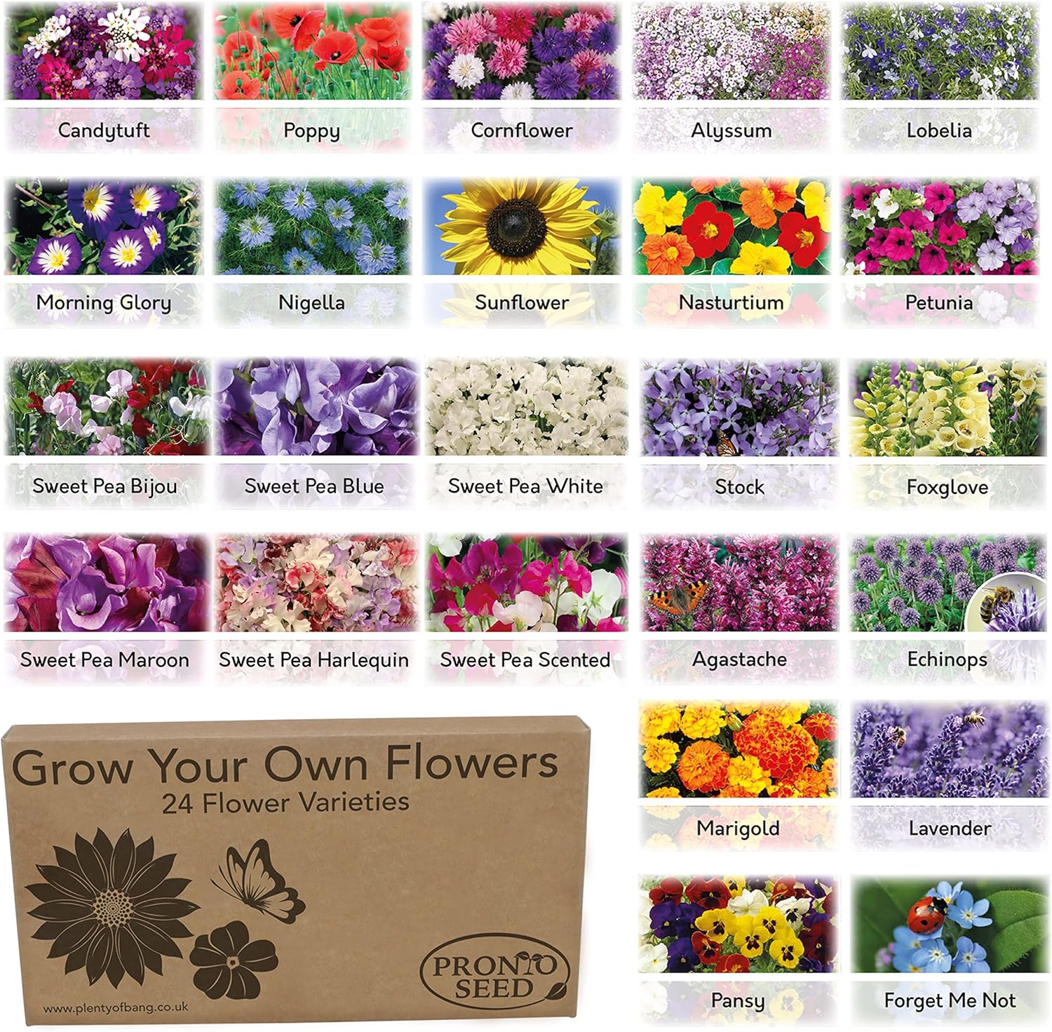 Pronto Seed Bumper Pack Grow Your Own Kit - 24 Varieties of Flowers - Over 3100 Seeds to Attract Butterflies & Bees - Gardening Gift for Women and Men (Flower Pack)